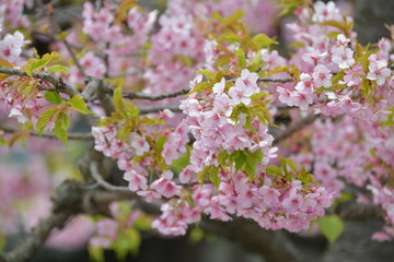 河津桜咲く寺