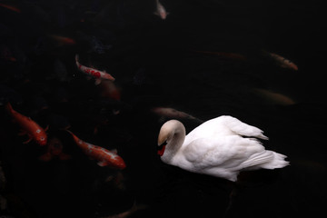 湖の鯉と白鳥