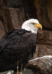 Bald Eagle Perched on Rocks