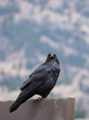 Black Crow Sitting on Wooden Sign Looking at the Camera