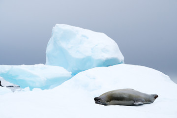 Fototapeta premium Seal on Ice