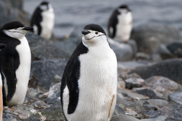 Chinstrap Penguin