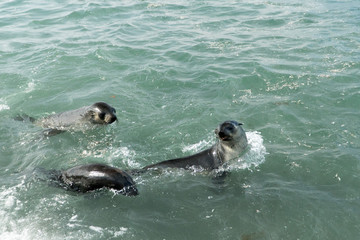 Fur Seals Playing