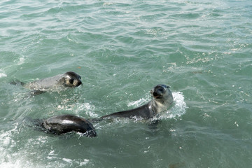 Naklejka premium Fur Seals Playing