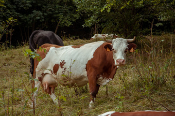 Fototapeta na wymiar Cows on alpine meadow. South Tyrol province of Italy, Dolomites.