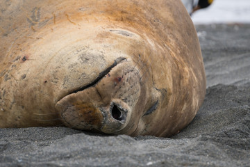 Elephant Seal Sleeping