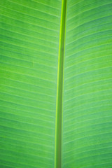 green banana leaf