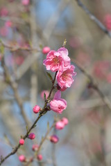 桃の花