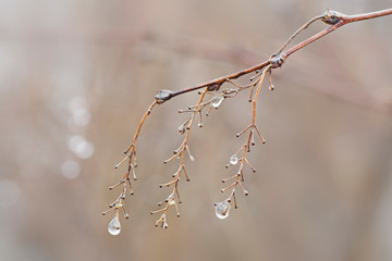Raindrops hanging on a branch. Can use for background.
