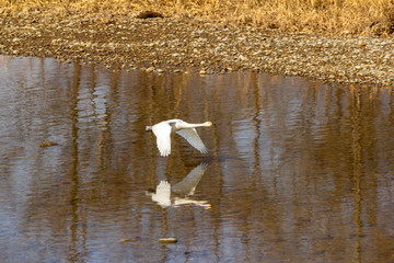 川から飛び立つハクチョウ
