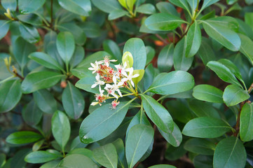 Rhaphiolepis indica umbellata blossom plant background