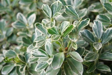 Euonymus fortunei silver queen spindle