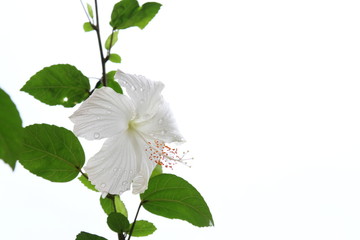 White hibiscus with water droplet