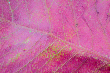 Naklejka na ściany i meble Abstract natural background of dry red leaf texture