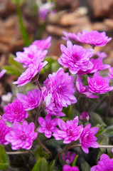 Hepatica nobilis rosea plena many pink early flowers vertical