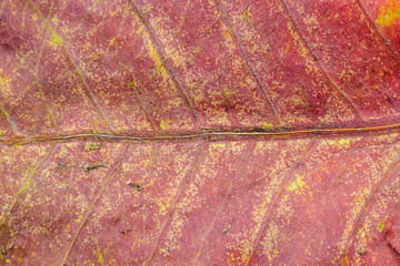 Abstract natural background of dry red leaf texture