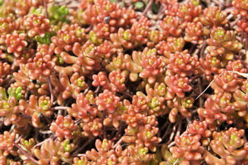 Sedum album coral carpet red succulent plant background