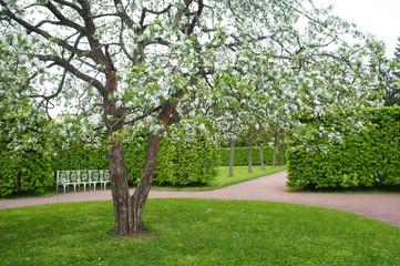 Fototapeta na wymiar Blossoming white apple tree in garden