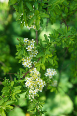 Spiraea hypericifolia spirea green plant with white flowers