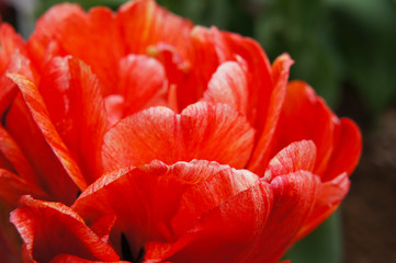 Red double late tulip flower head close up 