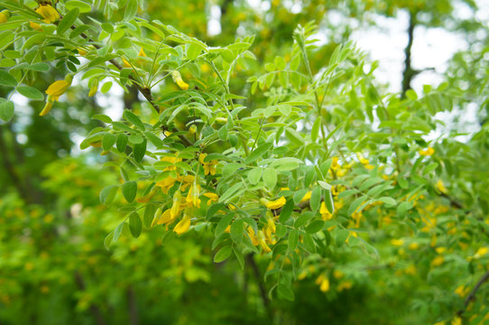 Siberian pea shrub caragana arborescens shrub