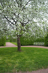 Fototapeta na wymiar Blossoming white apple tree in garden landscape vertical