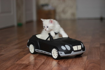 kitten