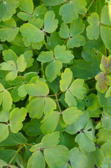 Laser trilobum green plant background