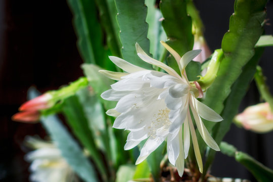 Phyllocactus Images – Browse 10 Stock Photos, Vectors, and Video ...