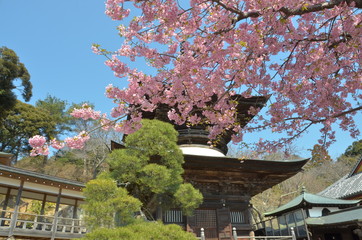 河津桜咲くお寺
