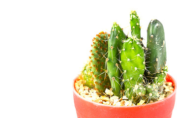 small cactus houseplant in pot on white background