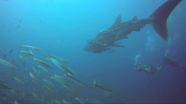 Whale shark swims away with barracuda school