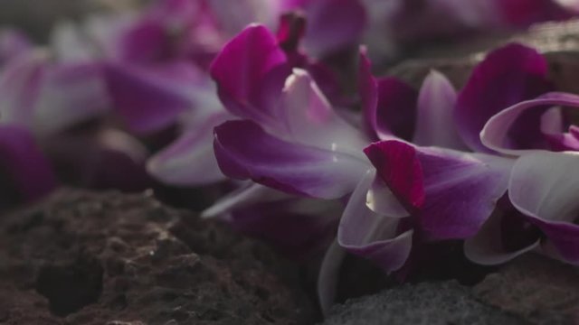 Beautiful close up shot of lei flowers on rocks in Hawaii.