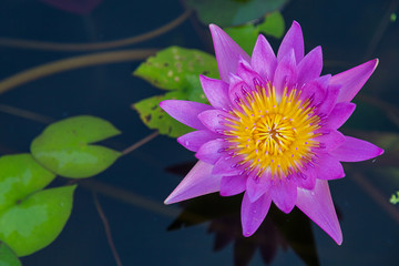 Pink lotus flower blooming