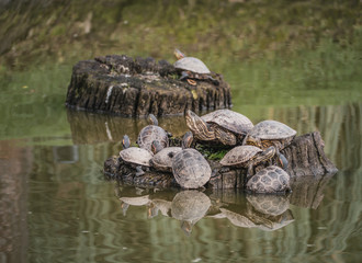 Turtles family 