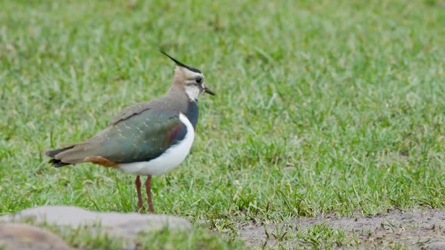 Lapwing catching earthworms on a grassy field during heavy rain in the North Pennines County Durham.