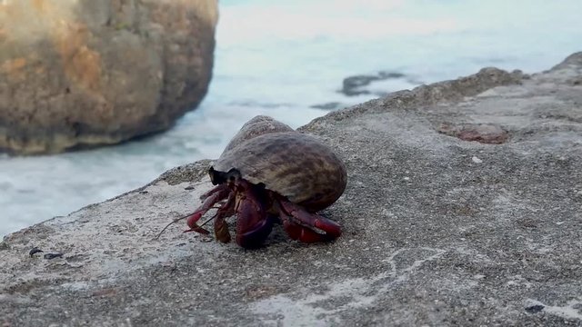 Slow Motion of a Hermit Crab walking on the beach