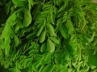 THESE ARE MORINGA LEAVES 