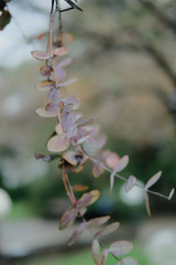 Eucaliptus globulus tree foliage outdoors. Round and long leaves on branches.