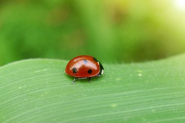 Ladybug on a green leaf.Close up on ladybug on green background for phone wallpaper.Nature plant insect background.