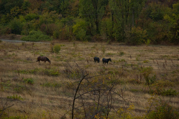 Horses, Crimea