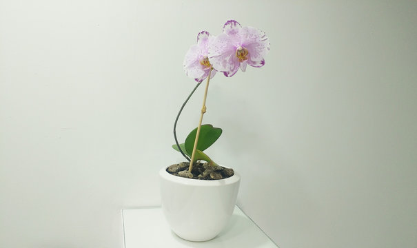 Orquídea Natural en Maceta