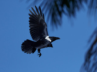 Pied crow (Corvus albus)