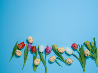 Small tulips isolated on a blue background with Easter decoration.