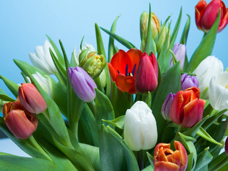 A bouquet of tulips on a blue background.