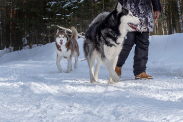 Girl walking with his siberian husky dogs in winter forest landscape