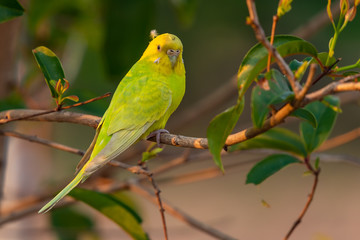 Yellow shell parakeet perching on a perch