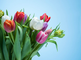 A bouquet of tulips on a blue background.