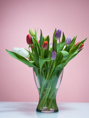Tulips on a rosa background.