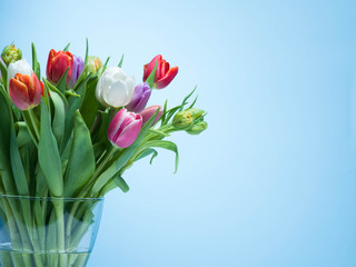 A bouquet of tulips on a blue background.